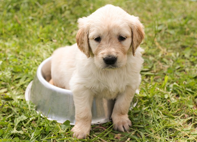 De voordelen van probiotica voor je hond